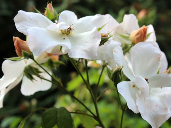 Du blanc pour la reine, 