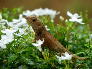 Visiteurs au jardin…