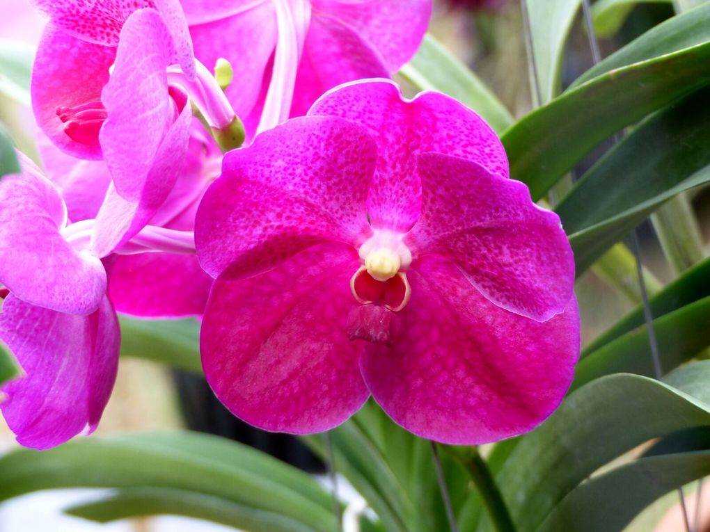 Fleurs du jour (25-01)