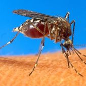 First U.S. Chikungunya Virus Infections Take Hold