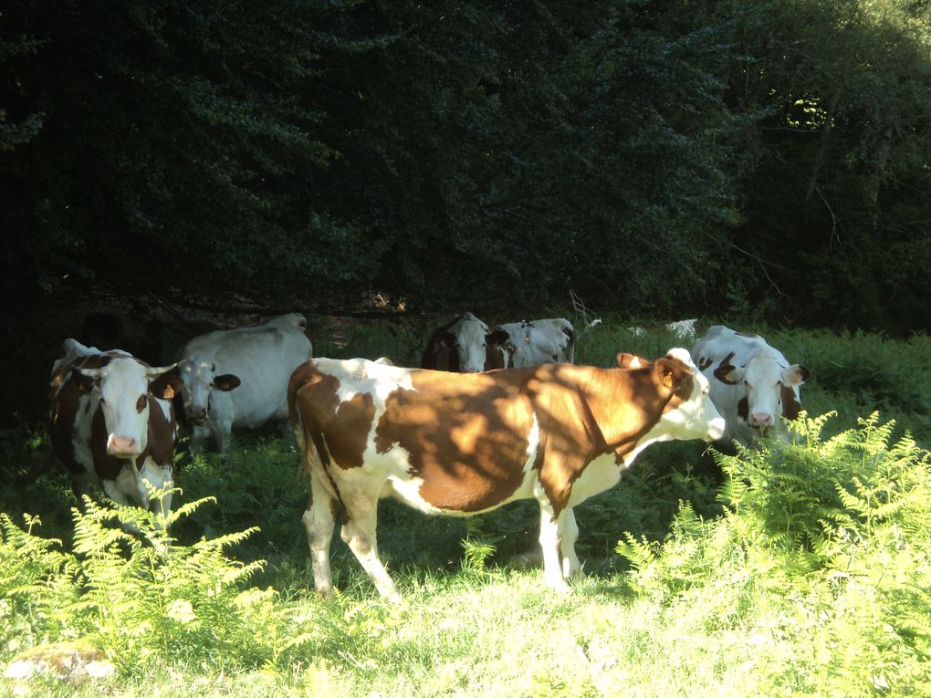 ETE SUBLIME ET DELICIEUX A LA MARGERIDE