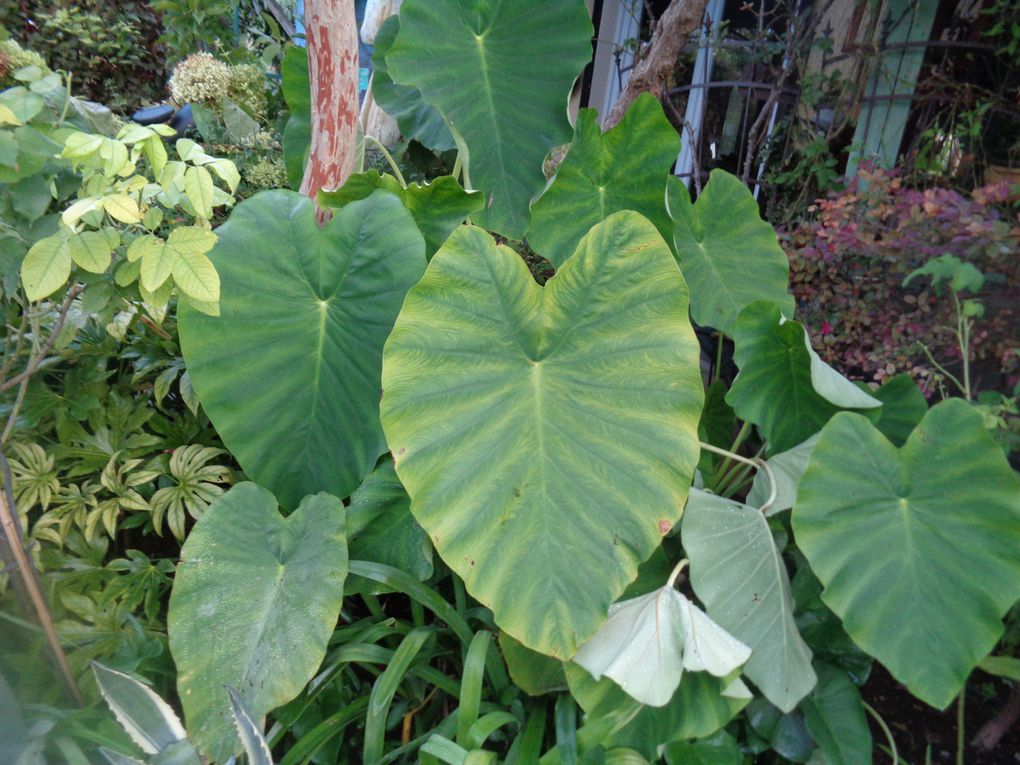 Mon jardin Le Clos fleuri en octobre à Chabeuil dans la Drôme  2023 ...