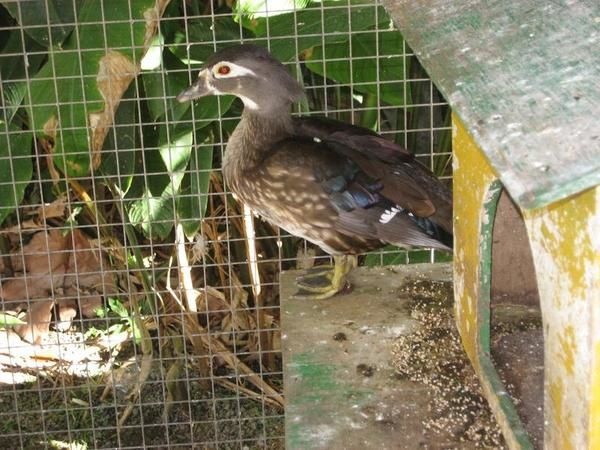 Album - les-animaux-en-caledo