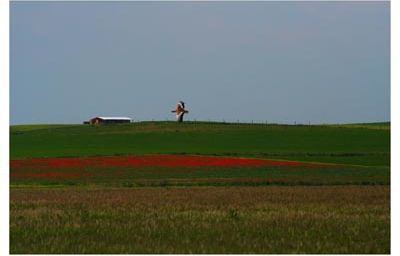 Grenelle : Agro-carburants ou les carburants marrons