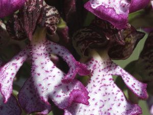 Orchis purpurea