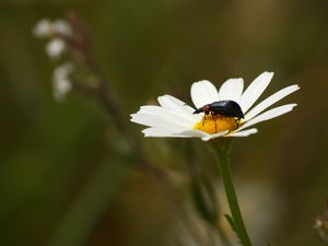 Sierra de Huelva. Nerva