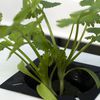 Hydroponics and Water Conservation