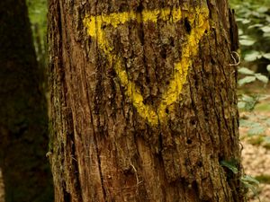 Les arbres biologiques favorisent le maintien de l’écosystème forestier.