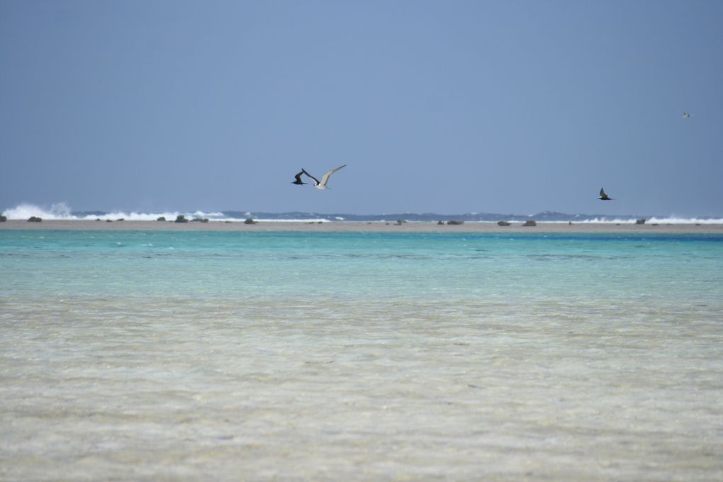 De Maupiti aux Tonga, en passant par l'île Rose et Suwarrow