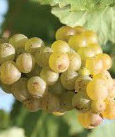 #Vignoles Producers Indiana Vineyards