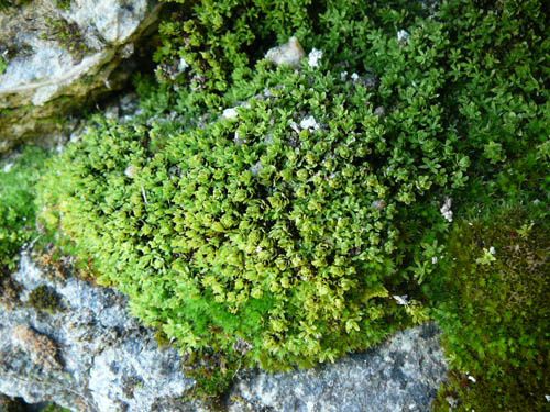 chemin de courtal gelat bas à courtal gelat haut puis au 
ruisseau de llégunes et à 
gérieys