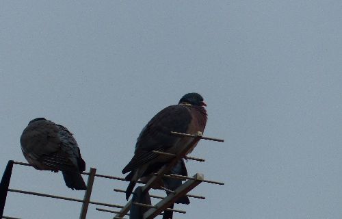 LES PIGEONS RAMIERS, A NE PAS CONFONDRE AVEC LES DEUX AUTRES ESPECES. 