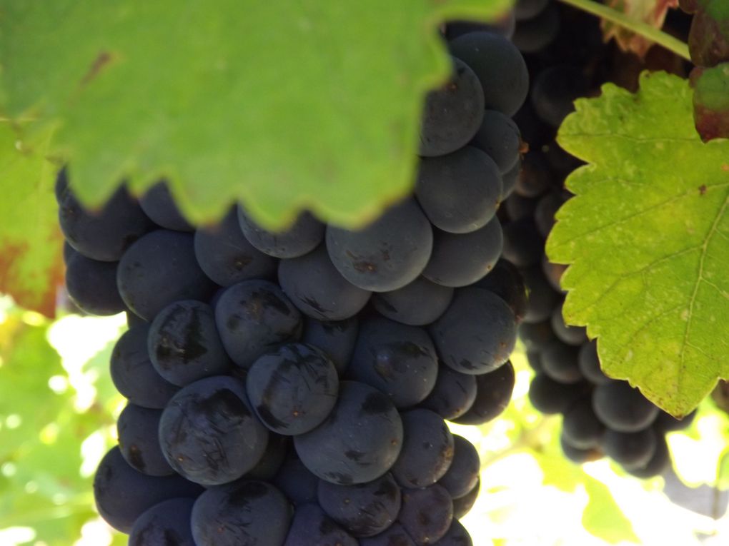 Album photos Vendanges  2013