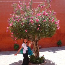 Puno - Arequipa  : la fin du Pérou