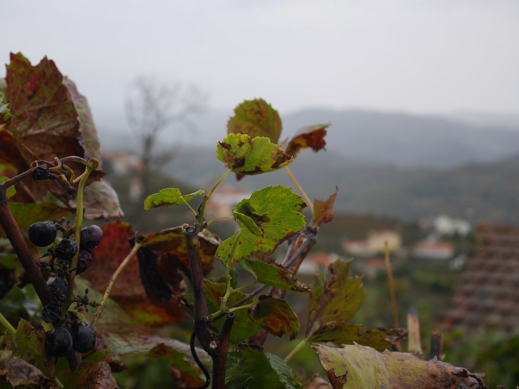 Week-end à Porto: journée dans la vallée du Douro