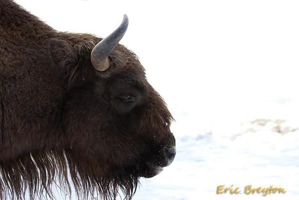 Visite de la réserve de Bisons d'Europe de sainte Eulalie en Margeride