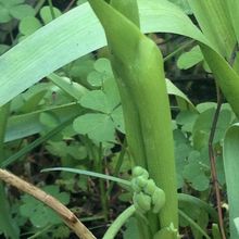 Et le muguet du 1er mai 2018 ? 