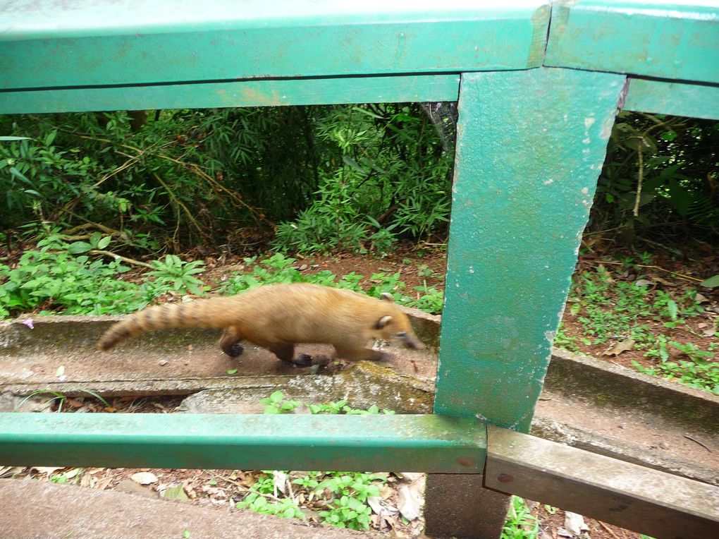 Album - 30- Iguazu