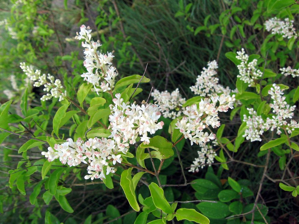 Photos diverses de fleurs et plantes de mon jardin, pour la plupart... en toutes saisons.