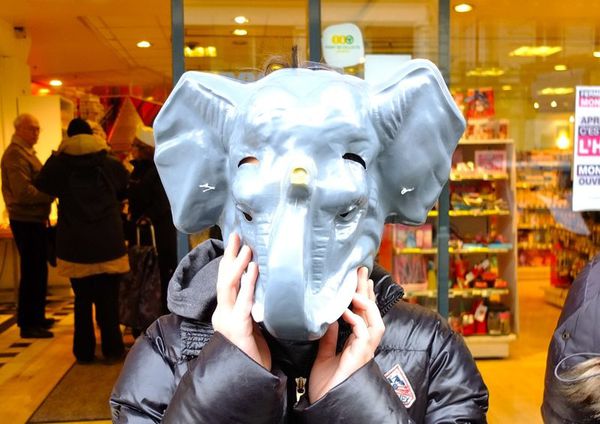 Chroniques fralibiennes à Paris Centre (4). Troupeau d'éléphants dans un service de porcelaine Monoprix