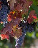 #White Zinfandel Wine Producers Pennsylvania Vineyards