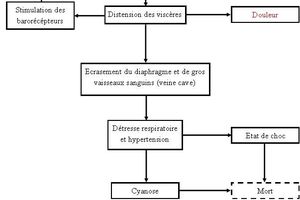 Bactéries, gaz et coliques chez le cheval : un trio détonnant (1)