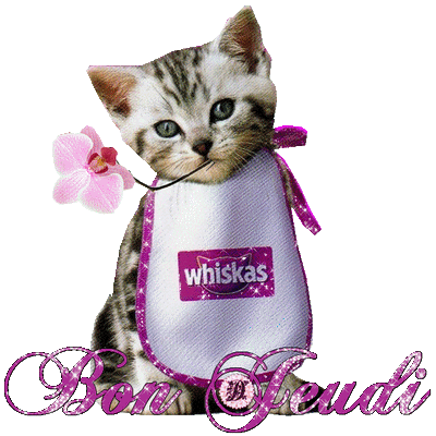 Gifs Chats Le Monde Des Gifs