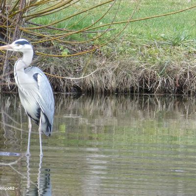 Mr le Héron au Parc Vauvert le 28 janvier 2020