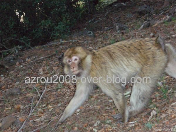 macaques de Barbarie (Macaca sylvanus) ou singe magot, dans une forêt de cèdres du moyen-Atlas marocain