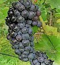 #Leon Millot Producers New Hampshire Vineyards