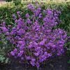 CALLICARPA BODINIERI PROFUSION