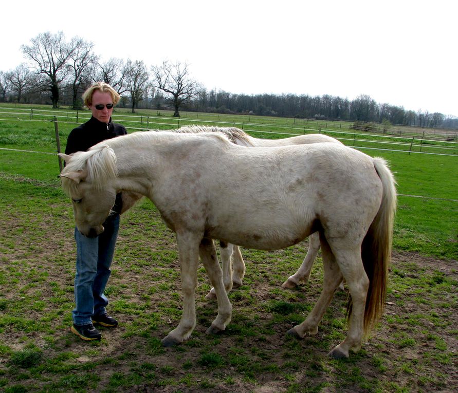 Jument onc palomino par Quad'or et Kahomanie, née le 10 mars 07