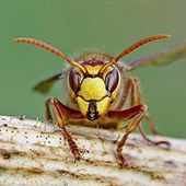 Vespa crabro - Monaco Nature Encyclopedia