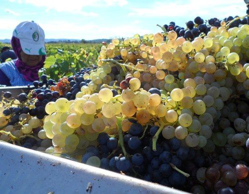 Le Soleil dans les Grenaches.