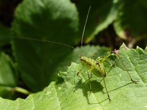 Leptophie ponctué