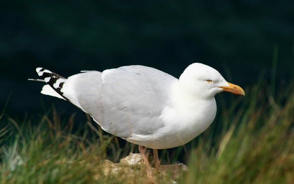 Album - les-oiseaux-du-littoral