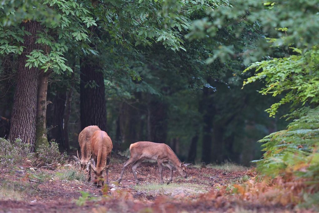 Biches, faons, daguets, la harde au petit matin. 