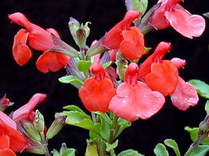 Sauge de Graham arbustive - Salvia microphylla ‘grahamii'