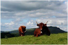 La vache Salers dans tous ses états