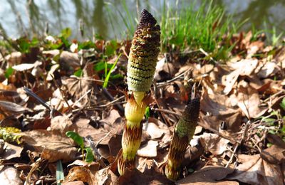 La grande prêle ( Equisetum maximum) 