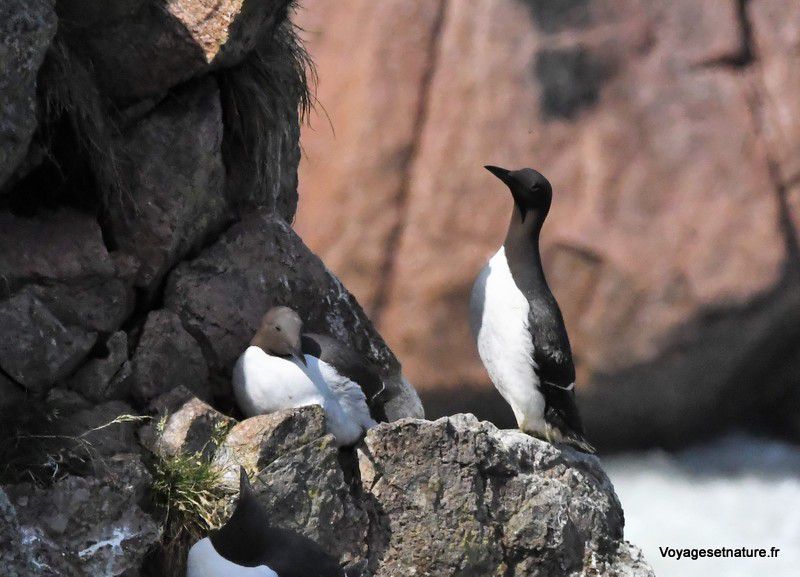 Oiseaux marins des côtes écossaises