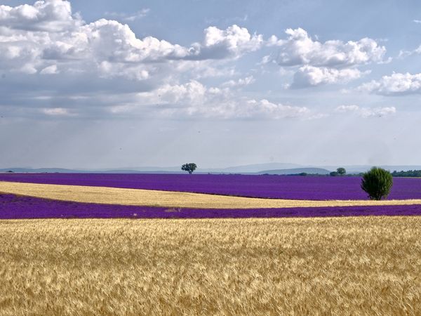 Du vert, du jaune, du bleu, du mauve, du rose, parfois en duo, parfois dans une anarchie toute poétique, ici tout le pays chante la Couleur sans discrimination et dans un même cri....une vraie symphonie où les notes s'enchaînent délicieusement et vous transportent dans une rêverie étourdissante...