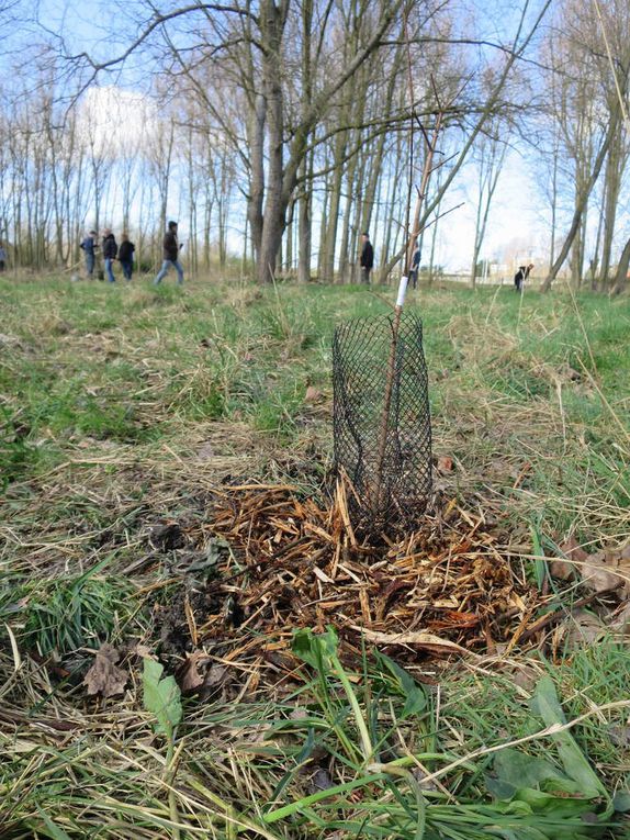 O3 A8 Planter des arbres pour fêter l'Europe