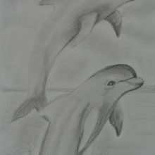 Dauphins