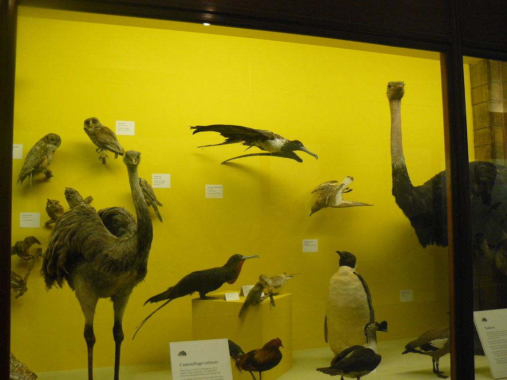 Album - Natural History Museum 2012