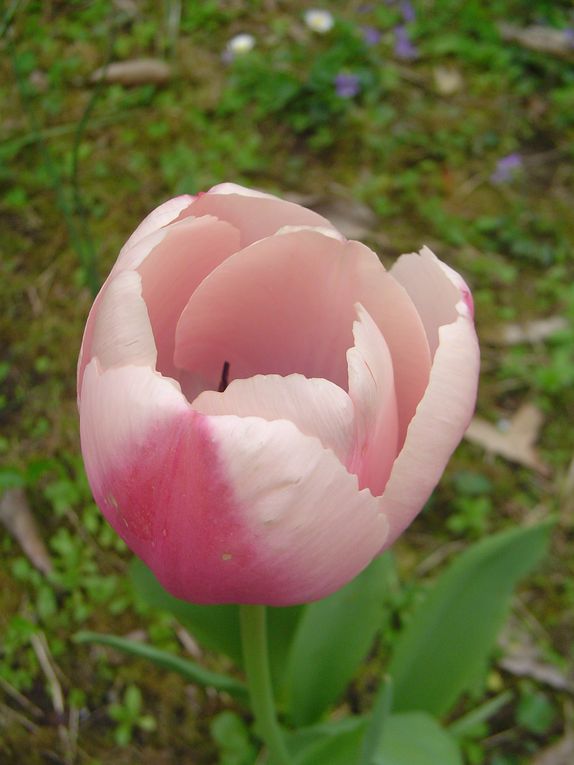 Album - Jardins-en-fleurs