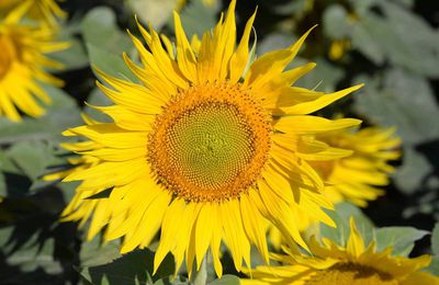 tournesol , lavande , thym .