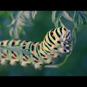 Macro 2019 Youtube