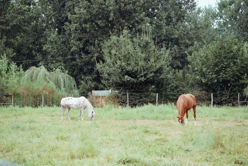 Les chevaux de LA SIMIOUNE (Près de BOLLENE dans le VAUCLUSE)