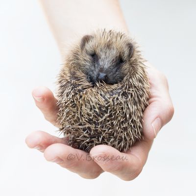 Bébés hérissons au refuge ...